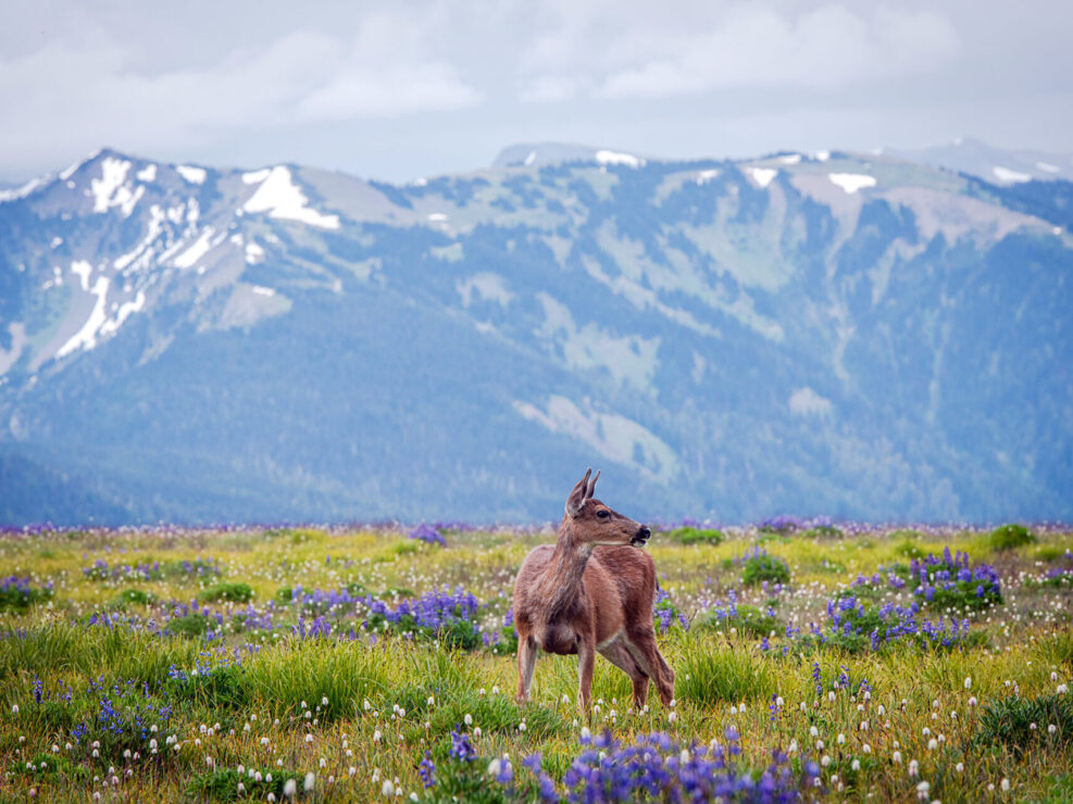 Majestic deer on Hurricane Ridge against a mountain backdrop.