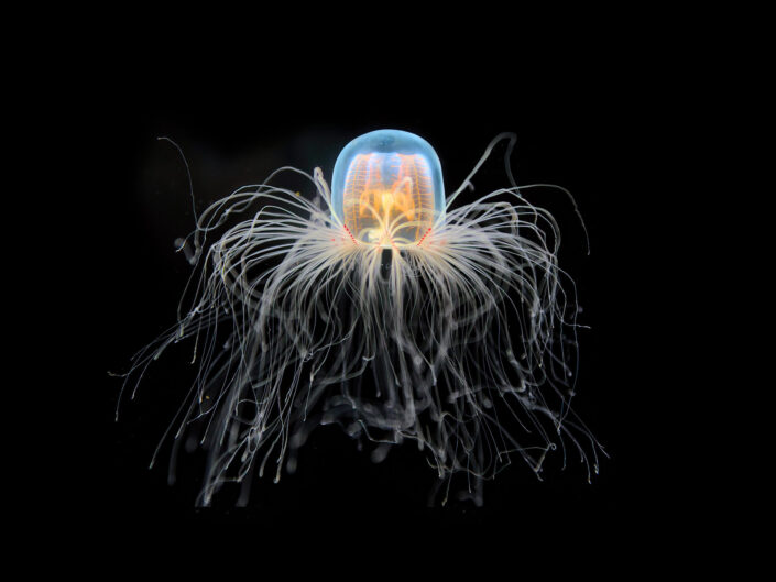 Turritopsis dohrnii: The Immortal Jellyfish.